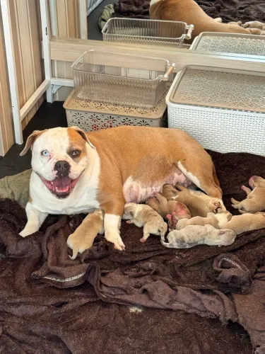 Filhotes de American Bully!!! Lindos 