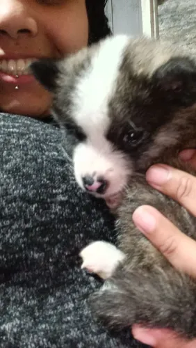 Filhote Akita inu 