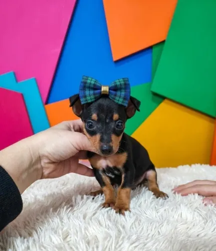 Pinscher disponível macho lindo e especial