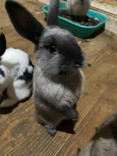 Coelhos 