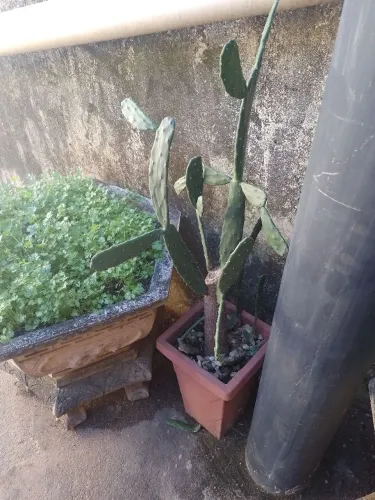 Planta cacto