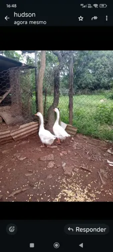 Vendo lindo casal de gansos branco