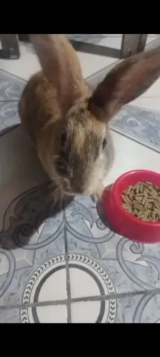 Doação de Coelho Macho 5 meses 
