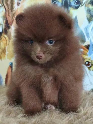 Spitz alemão