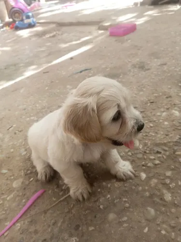 Poodle Tipo 1