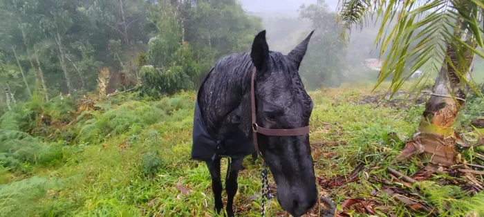 Cavalo crioulo mouro