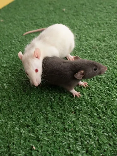 Filhote de Rato Twister | Pedigree e procedência 