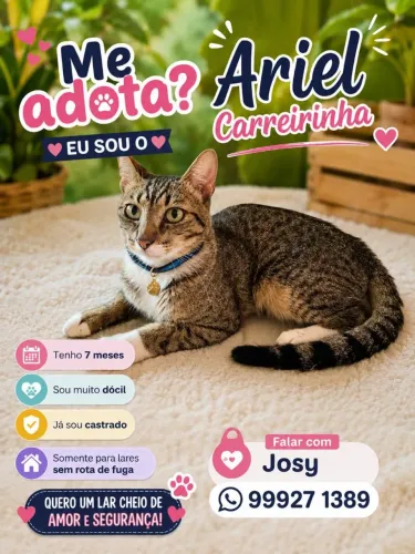 Adoção pra gato