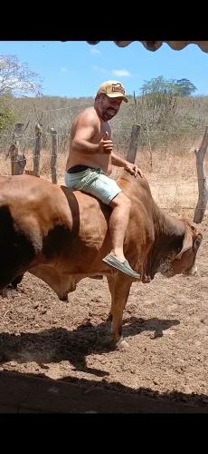 Lindo Boi manso