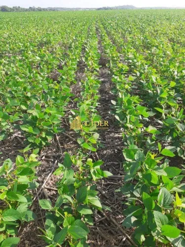FAZENDA DE ALTA PERFORMANCE A 31 KM DE PARNARAMA - MA