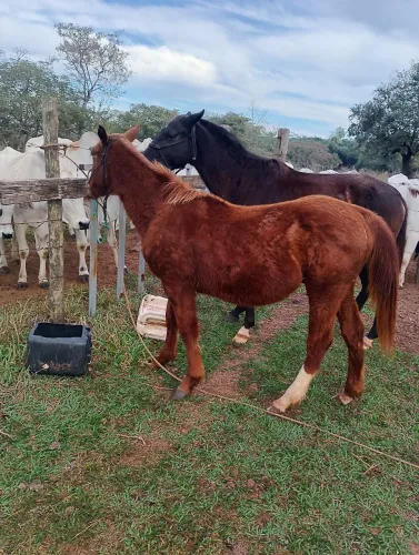 Cavalos a venda