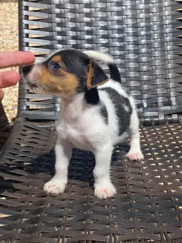 Jack russel terrier