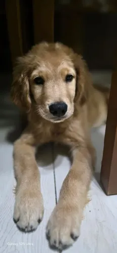 Filhote Golden retriever