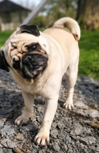 Macho de Pug Nabuco