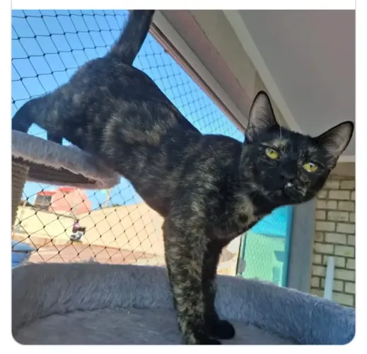 Adoção linda gata preta/laranja