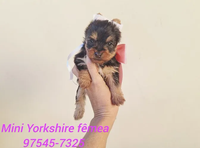 Mini Yorkshires com garantia de saude
