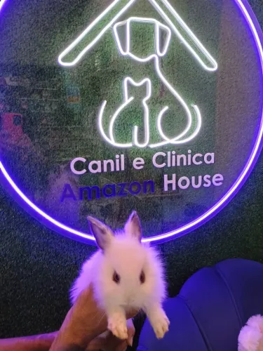 FILHOTE DE COELHO FÊMEA