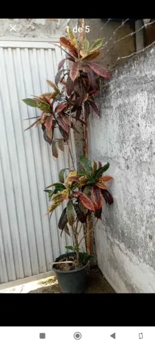 Planta crotton