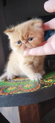 Gato Persa lindos filhotinhos com estrutura perfeita alta