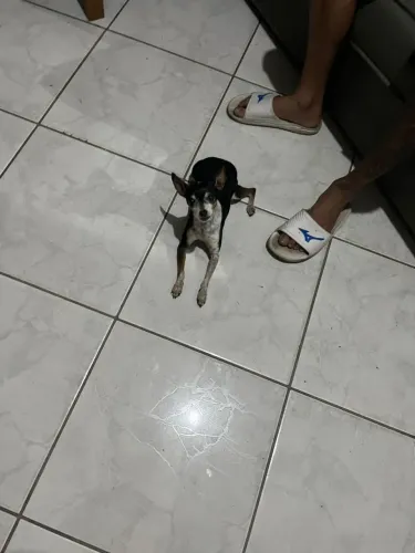 Pinscher número 1