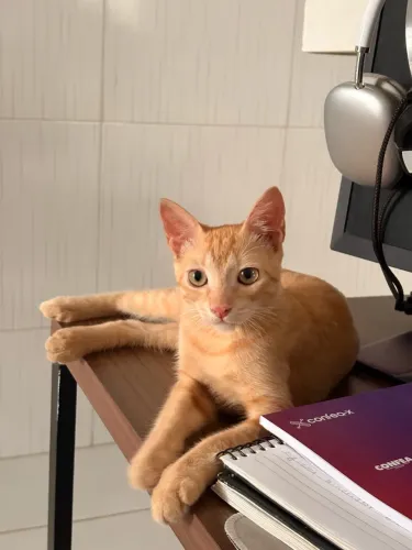 Doação gato laranja filhote macho