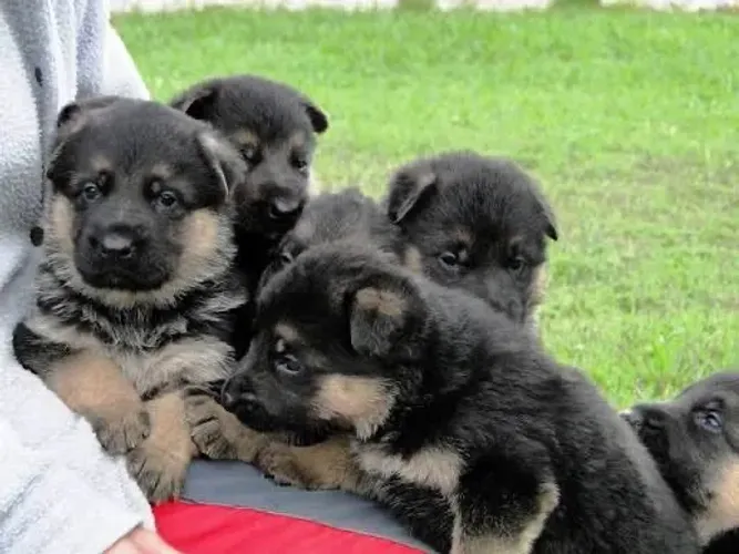 Pastor alemão lindos 