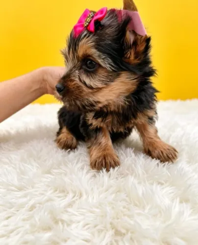 Pequena Companheira para Momentos Felizes