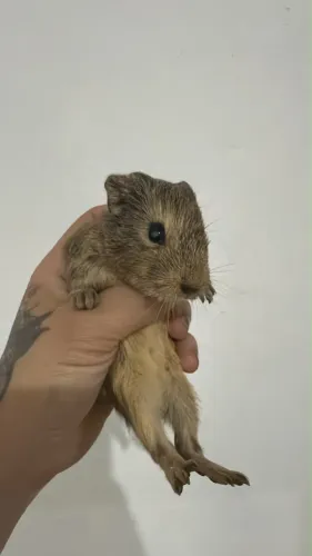 Porquinho-da-índia (machos)