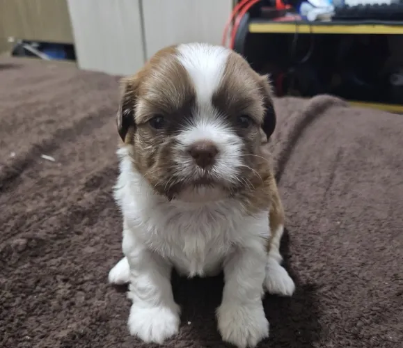 Última fêmea filhote de shihtzu
