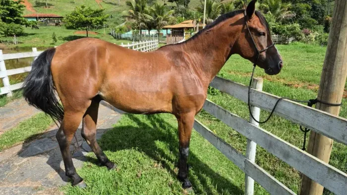 Cavalo Mangalarga Marcha Batida