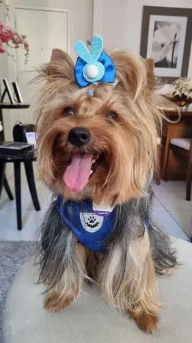 Animal pra doação