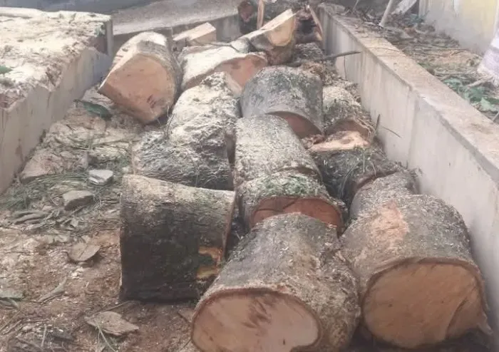 SERVIÇOS DE PODAS,CORTES DE ÁRVORES, CAPINA E LIMPEZA DE TERRENOS