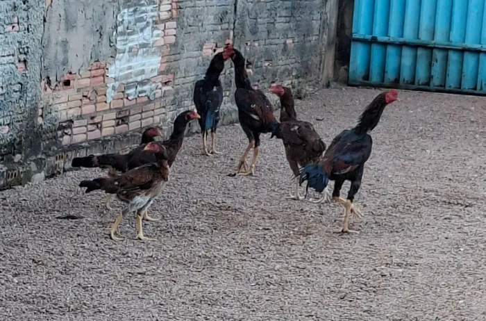 Tenho 3 Galo bem novinho começando a cantar