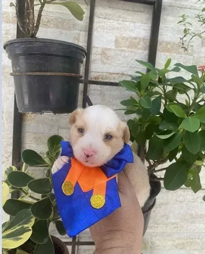 Cachorro maltês com shitzu fofura entrega grátis passo cartão