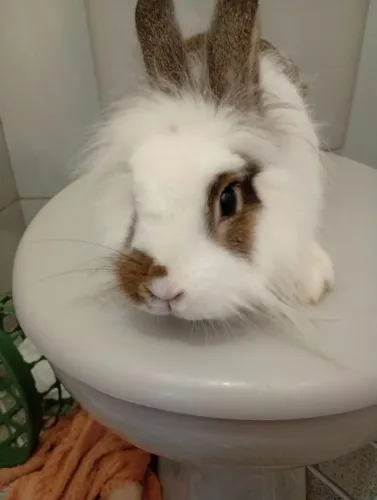 Vendo coelho