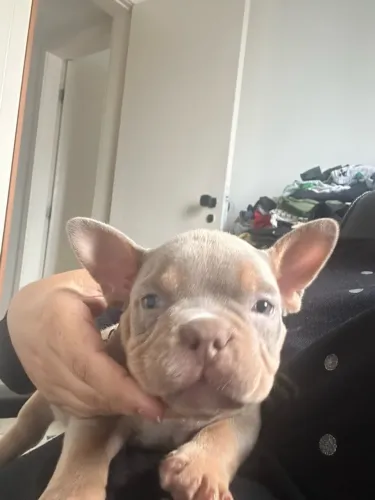 América bully