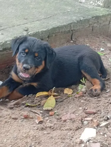 Rottweiler filhotes 