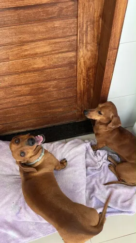 Vende-se dachshund (salsicha) 