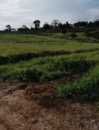 Oportunidade Imperdível no Coração do Sul de Minas Gerais, Fazenda com 65,34 Ha, Machado
