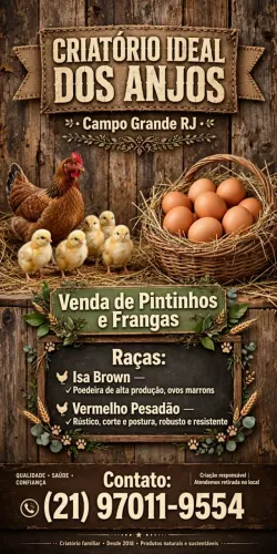 Pintinhos