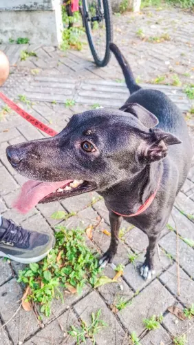 CACHORRO SRD PARA ADOÇÃO 