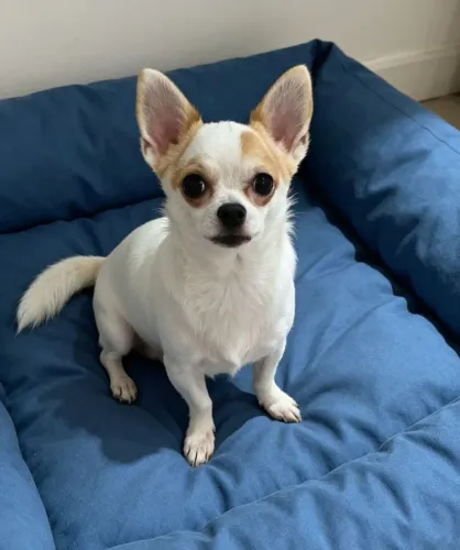 Chihuahua macho 