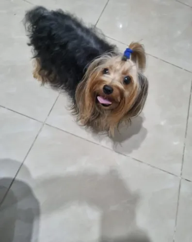Yorkshire Terrier