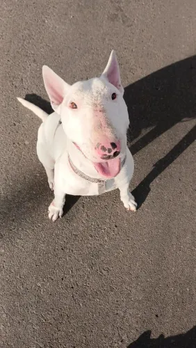Bull terrier manso