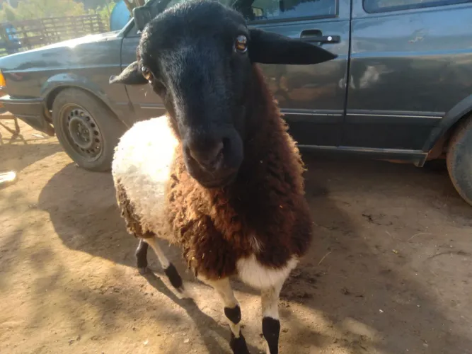 Estou vendendo uma porca e um carneiro