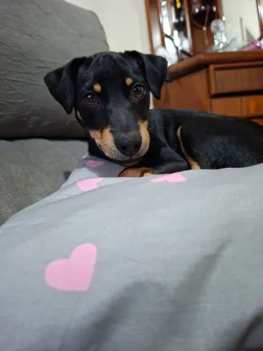 Doação mix Pinscher