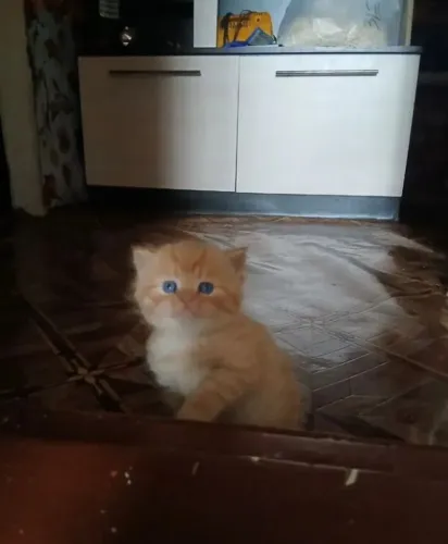 Persa filhote lindo para apartamento