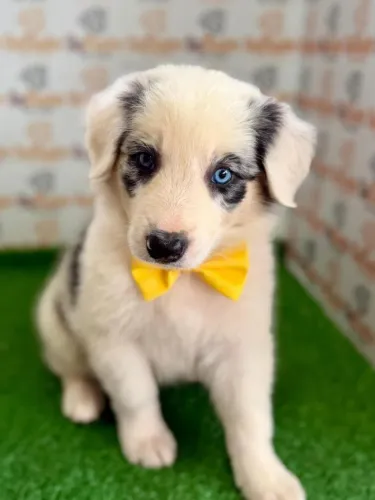 Border Collie Macho 