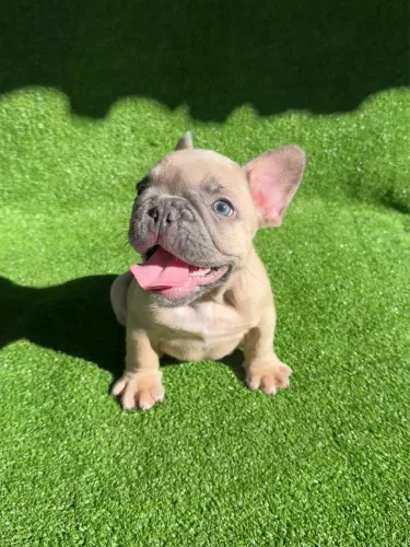 Bulldog francês