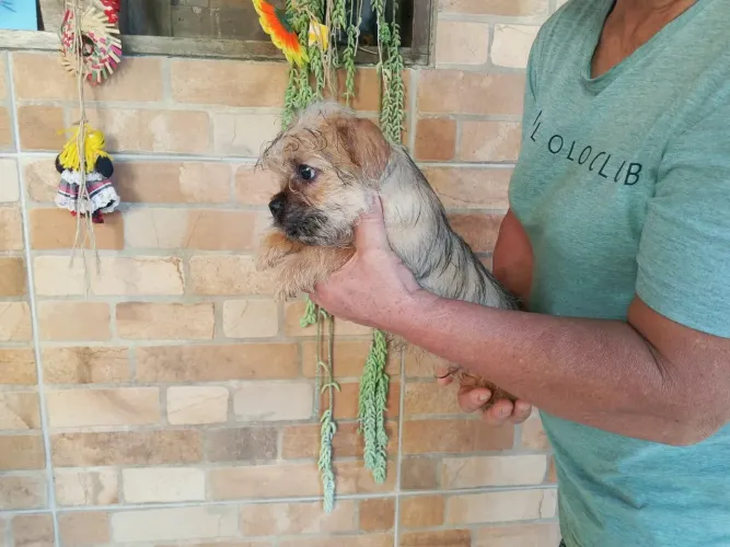 Filhotes Mestiços PUG X Yorkshire 